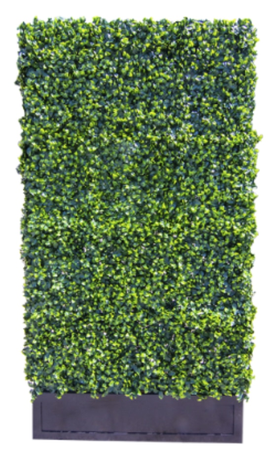 hedge wall rental