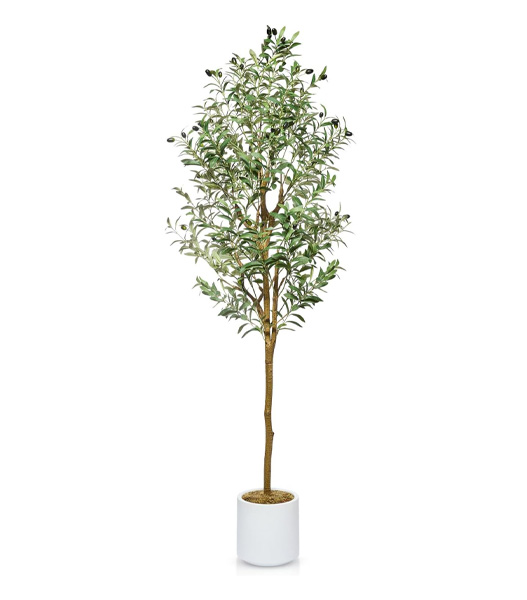 Olive Tree Rental